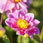 Natural Bulbs dahlia hartenaas Bag-again zero waste webshop