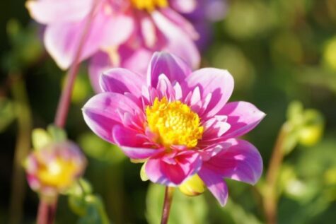 Natural Bulbs dahlia hartenaas Bag-again zero waste webshop
