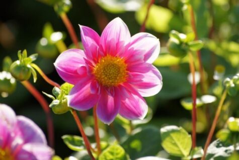 Natural Bulbs dahlia hartenaas Bag-again zero waste webshop