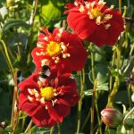 Natural Bulbs dahlia festivo Bag-again zero waste webshop