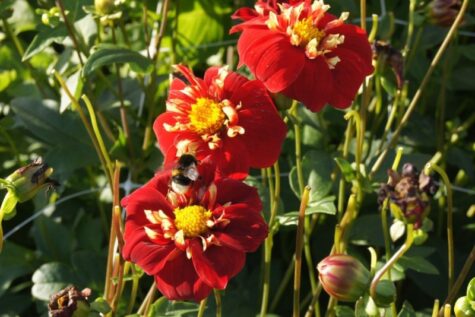 Natural Bulbs dahlia festivo Bag-again zero waste webshop