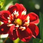 Natural Bulbs dahlia festivo Bag-again zero waste webshop
