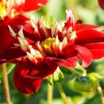 Natural Bulbs dahlia festivo Bag-again zero waste webshop