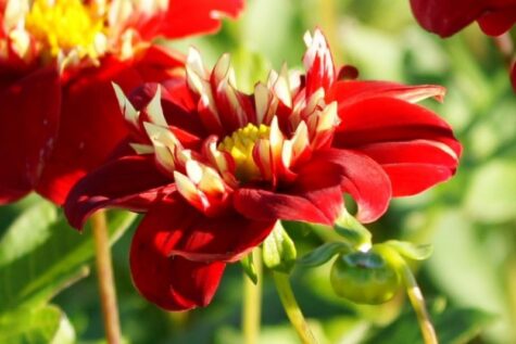 Natural Bulbs dahlia festivo Bag-again zero waste webshop
