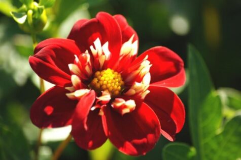 Natural Bulbs dahlia festivo Bag-again zero waste webshop