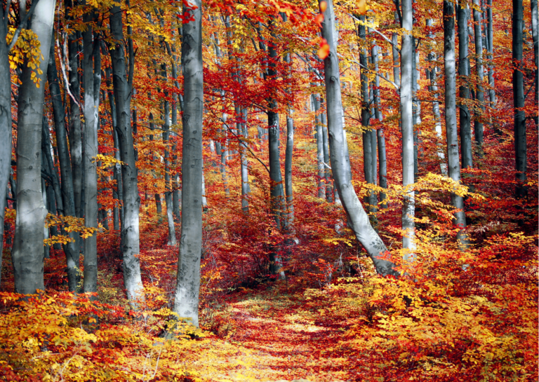 herfstkleuren in het bos.