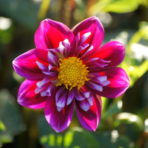 dahlia fantastico biologische bloembol roze wit Bag-again