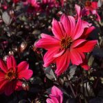 dahlia pride one biologische bloembol roze rood bij Bag-again
