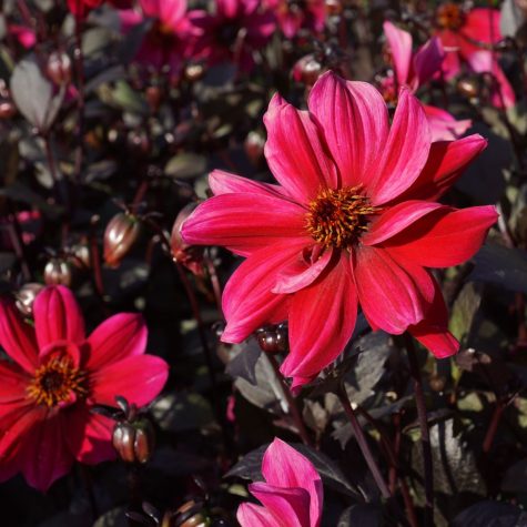 dahlia pride one biologische bloembol roze rood bij Bag-again