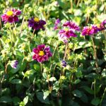 dahlia fantastico biologische bloembol roze wit Bag-again