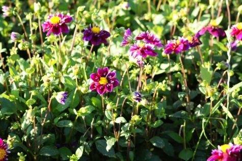 dahlia fantastico biologische bloembol roze wit Bag-again