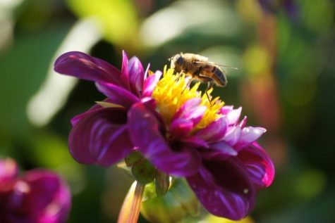 Biologisch dahlia bloembollen plasticvrij bij Bag-again