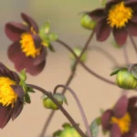 Dahlia Mexican Star – Biologische Bloembol van Natural Bulbs bij Bag-again