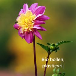 Biologische plasticvrije bloembollen